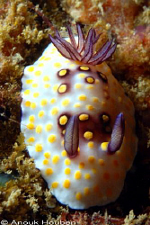 Chromodoris hintuanensis. Picture taken in Weligama, Sri ... by Anouk Houben 